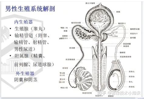 男性性器官|男性生殖系统和骨盆的解剖学：附标记的插图和定义 